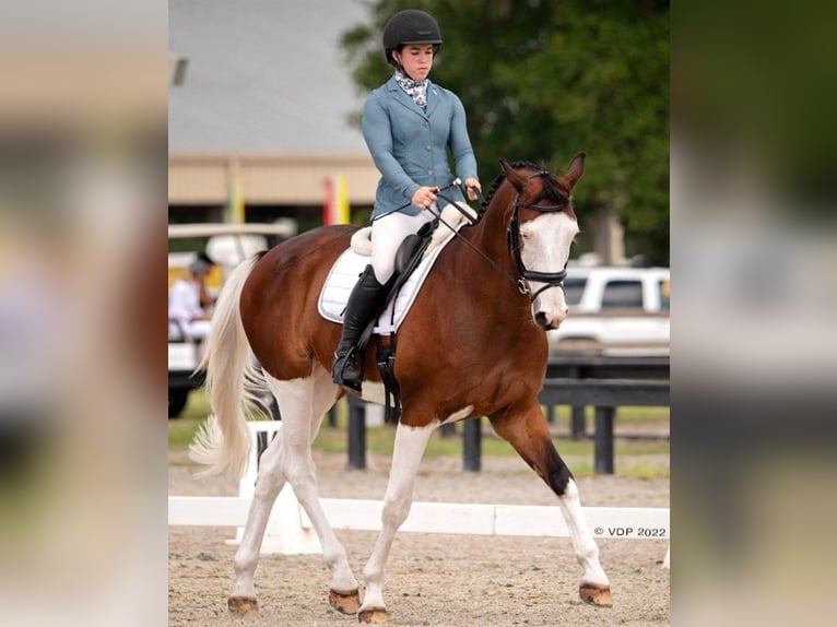 Holsteiner Wallach 9 Jahre 173 cm Tobiano-alle-Farben in Almere