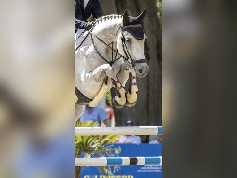 Holsteiner Wallach 9 Jahre 174 cm Apfelschimmel in Mallentin