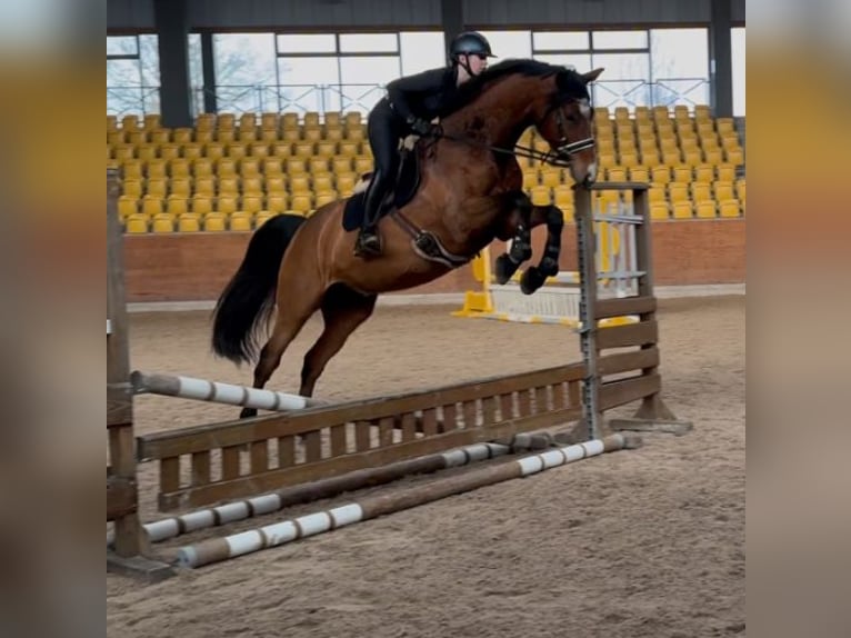 Holsteiner Wallach 9 Jahre 174 cm Brauner in Großefehn Ostgroßefehn