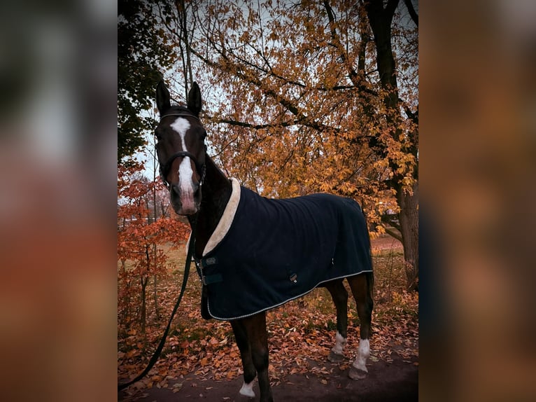 Holsteiner Wallach 9 Jahre 174 cm Dunkelbrauner in Petersberg