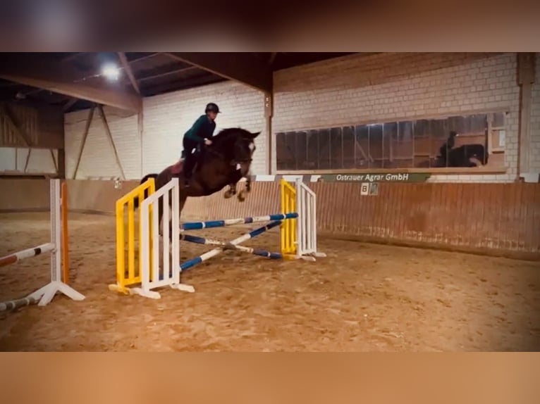 Holsteiner Wallach 9 Jahre 174 cm Dunkelbrauner in Petersberg