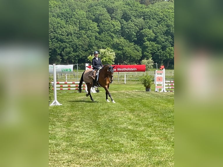 Holsteiner Wallach 9 Jahre 175 cm Brauner in Büsumer Deichhausen