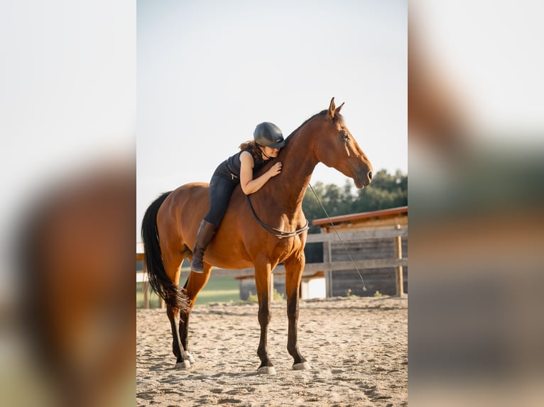 Holsteiner Wallach 9 Jahre 175 cm Brauner in Höhenkirchen-Siegertsbrunn