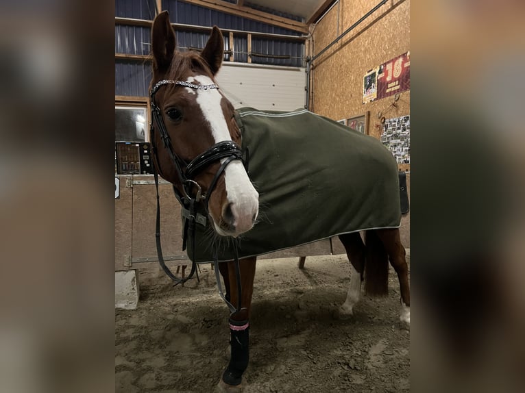 Holsteiner Wallach 9 Jahre 175 cm Fuchs in Wedel