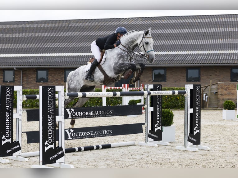 Holsteiner Wallach 9 Jahre 175 cm Schimmel in Waddinxveen