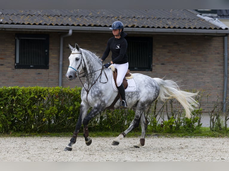 Holsteiner Wallach 9 Jahre 175 cm Schimmel in Waddinxveen