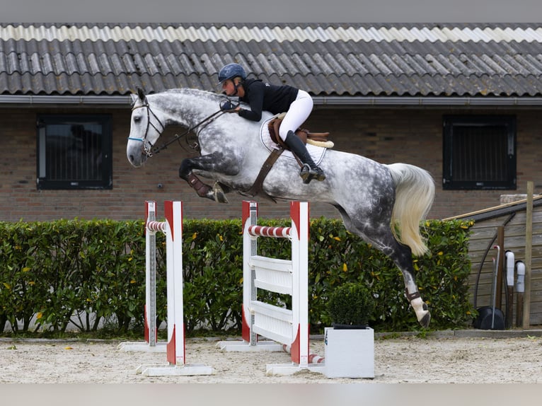 Holsteiner Wallach 9 Jahre 175 cm Schimmel in Waddinxveen