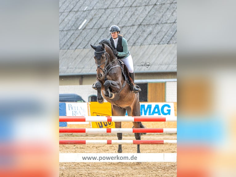Holsteiner Wallach 9 Jahre 175 cm Schwarzbrauner in Hohen Wangelin OT Cramon