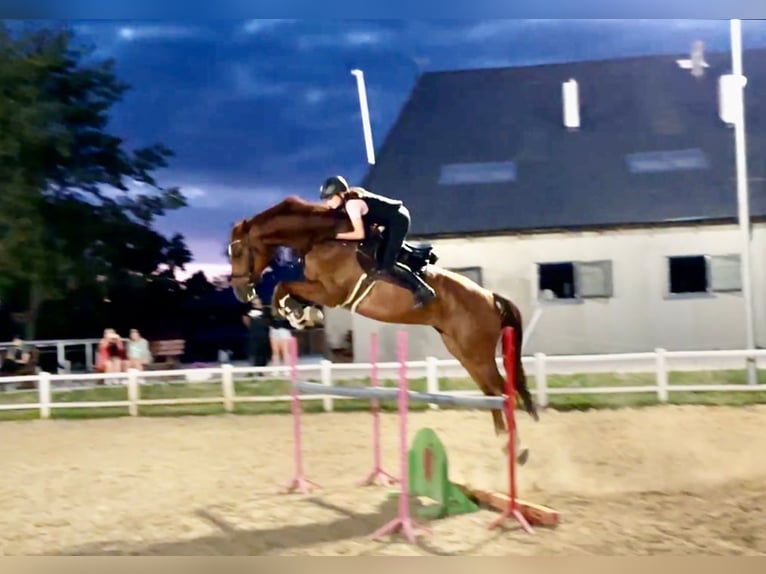 Holsteiner Wallach 9 Jahre 178 cm Fuchs in Danzig