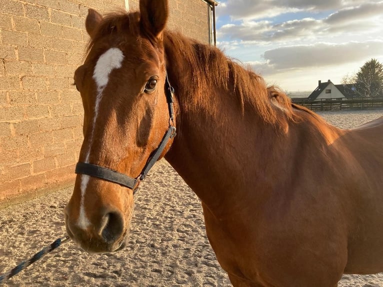 Holsteiner Wallach 9 Jahre 178 cm Fuchs in Saalstadt, Rheinland Pfalz