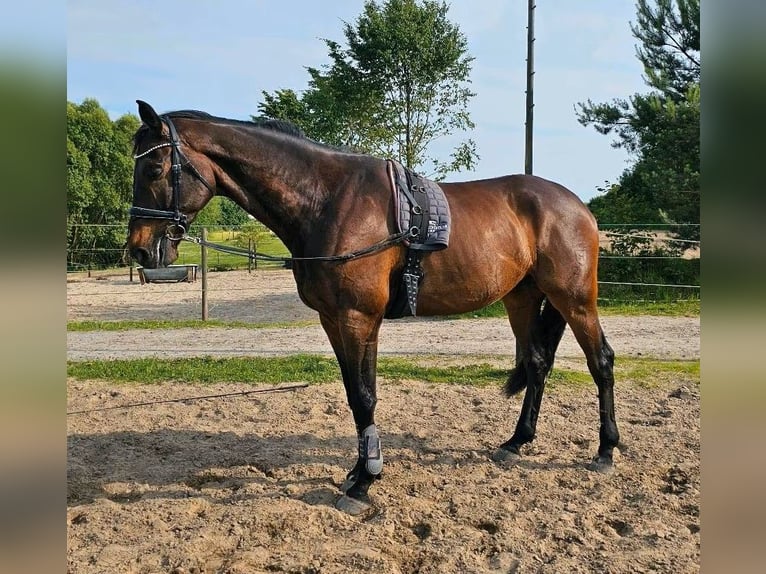 Holsteiner Wallach 9 Jahre 181 cm Dunkelbrauner in Ahrensburg