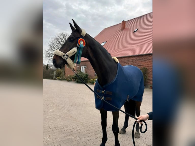 Holsteiner Wallach 9 Jahre 181 cm Dunkelbrauner in Ahrensburg
