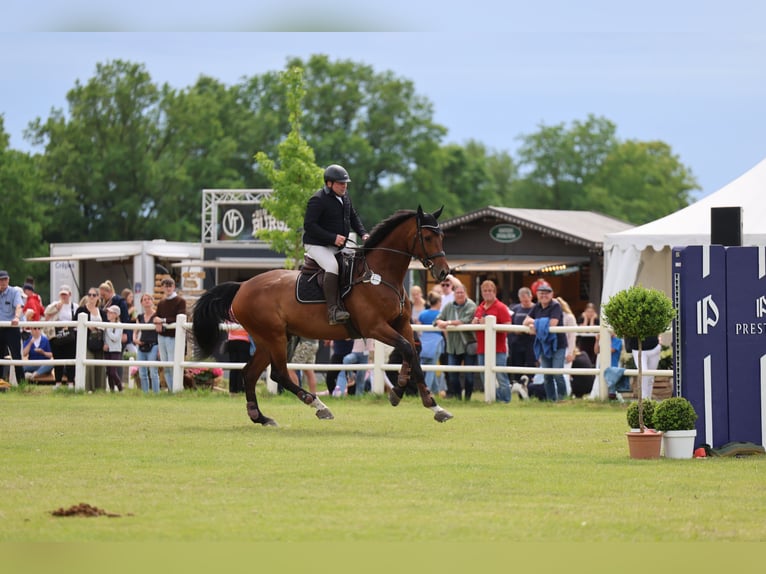 Holsteiner Wallach 9 Jahre 183 cm Brauner in Norderstedt