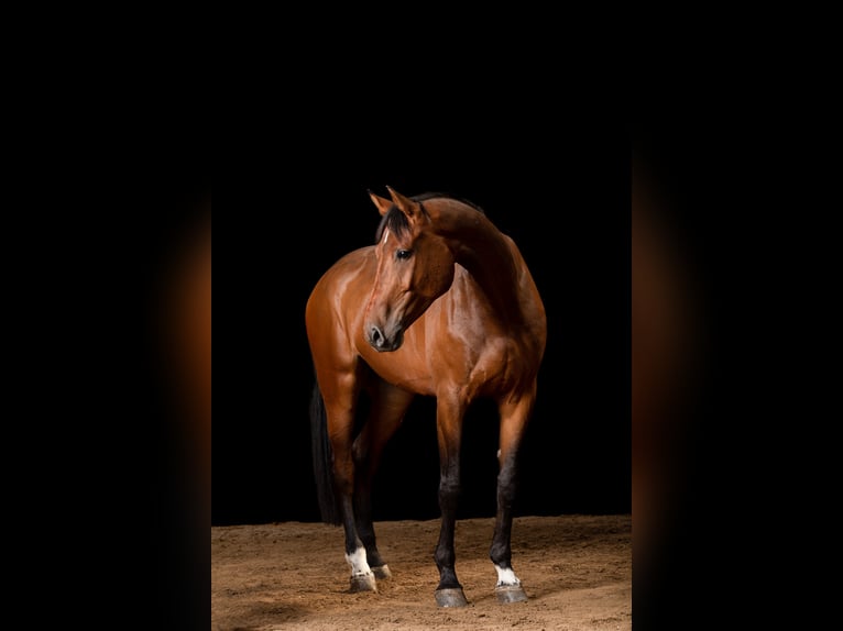 Holsteiner Wallach 9 Jahre 183 cm Brauner in Norderstedt