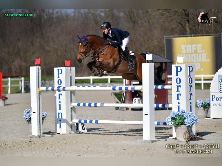 Holsteiner Wallach 9 Jahre Brauner in Veltheim AG