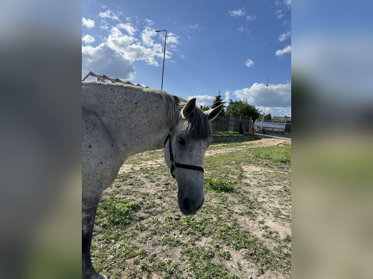 Hongaars sportpaard Hengst 10 Jaar Schimmel in Promna-Kolonia