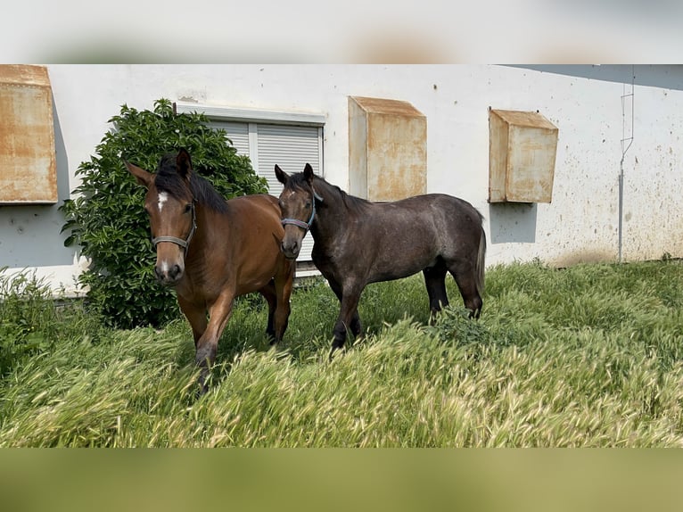 Hongaars sportpaard Hengst 1 Jaar 140 cm Schimmel in Debrecen