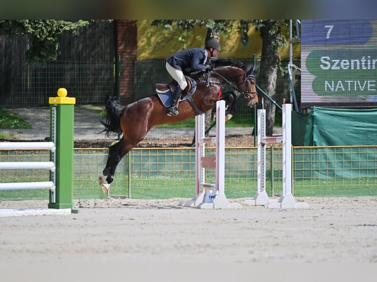 Hongaars sportpaard Hengst 1 Jaar 142 cm Lichtbruin in Székesfehérvár