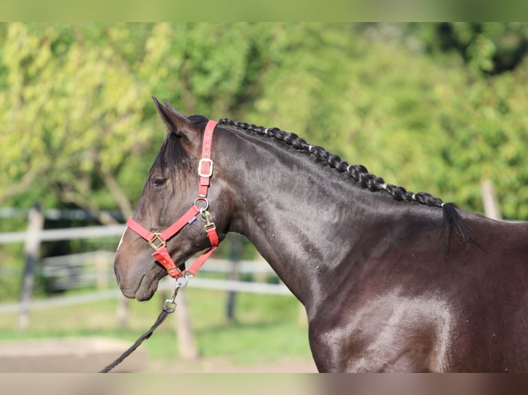Hongaars sportpaard Hengst 1 Jaar 160 cm Donkerbruin in P&#xE1;pa
