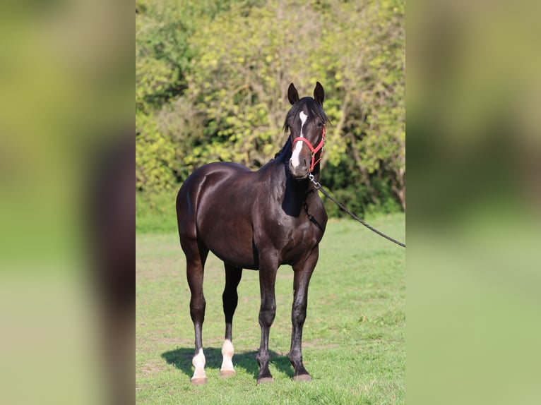 Hongaars sportpaard Hengst 1 Jaar 160 cm Donkerbruin in P&#xE1;pa