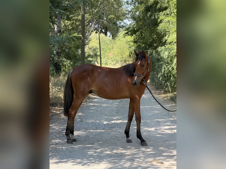 Hongaars sportpaard Hengst 1 Jaar 160 cm Roodbruin in Baja