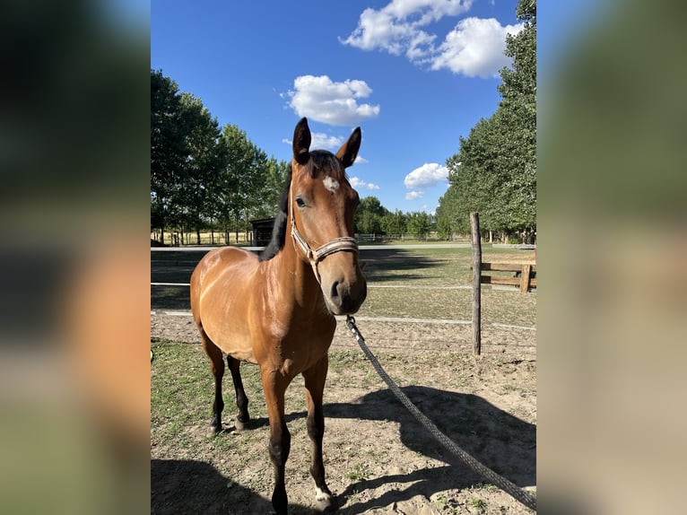 Hongaars sportpaard Hengst 1 Jaar Roodbruin in Szigetszentm&#xE1;rton