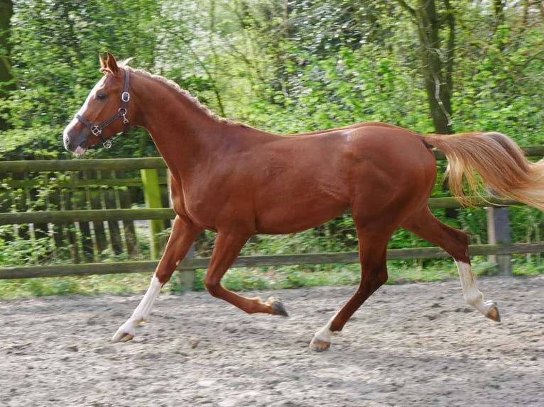 Hongaars sportpaard Hengst 3 Jaar 155 cm in Dorsten
