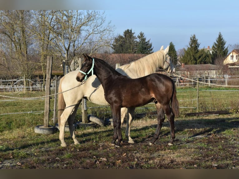 Hongaars sportpaard Hengst 3 Jaar 162 cm Falbe in Marcali