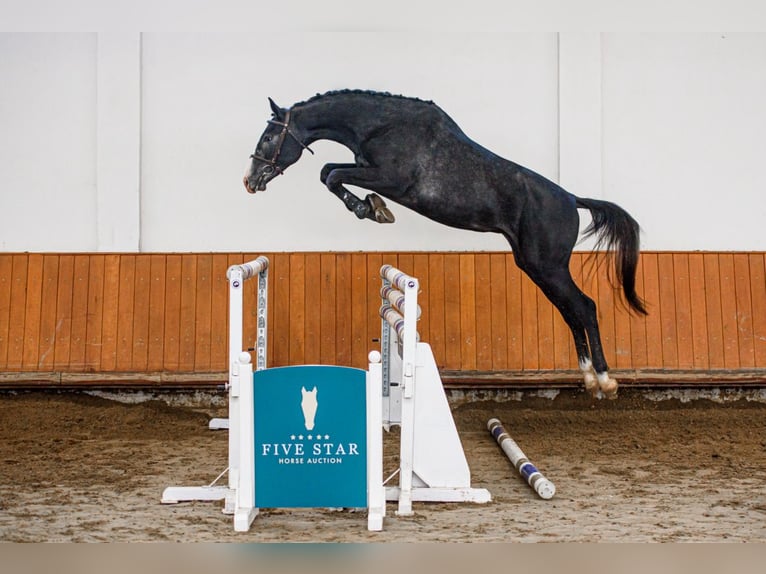 Hongaars sportpaard Hengst 3 Jaar 170 cm Schimmel in Debrecen