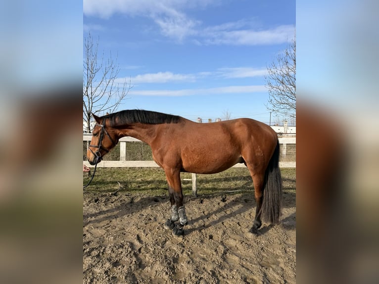 Hongaars sportpaard Hengst 3 Jaar 172 cm Roodbruin in Dévaványa