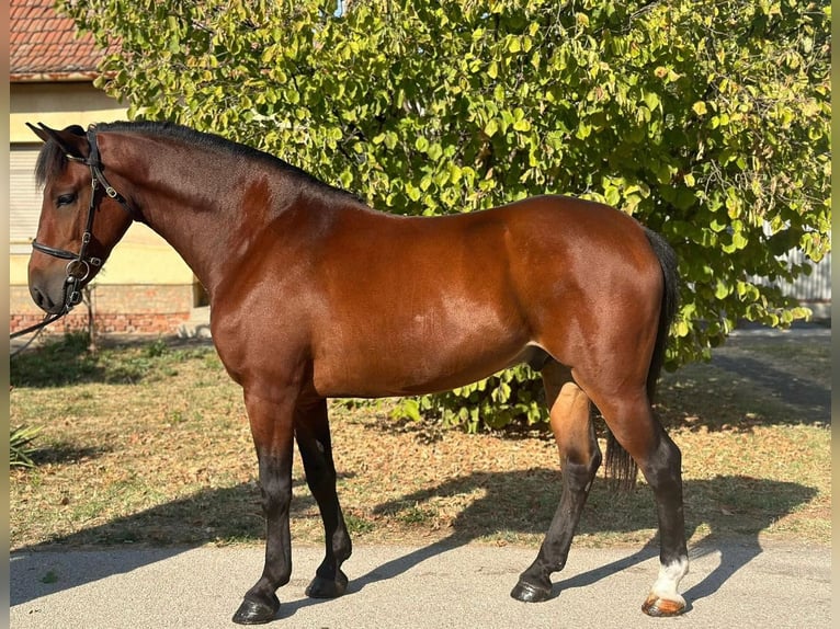 Hongaars sportpaard Mix Hengst 5 Jaar 153 cm Roodbruin in Somogyszentpál