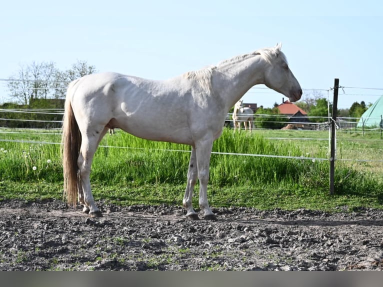 Hongaars sportpaard Hengst 5 Jaar 163 cm Cremello in Marcali