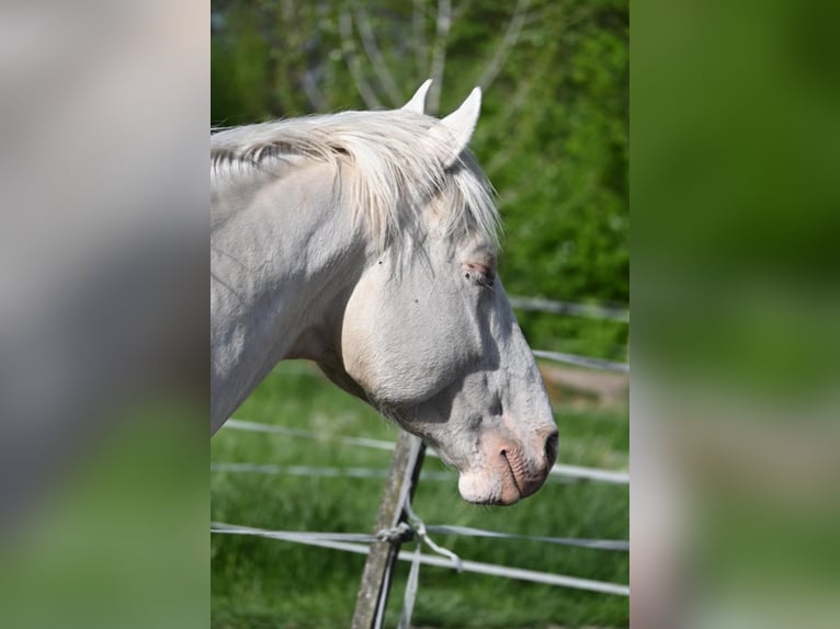 Hongaars sportpaard Hengst 5 Jaar 163 cm Cremello in Marcali