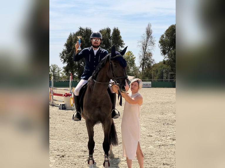 Hongaars sportpaard Hengst 6 Jaar 170 cm Bruin in Budapest