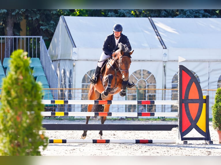 Hongaars sportpaard Hengst 7 Jaar 180 cm Donkerbruin in Sződ