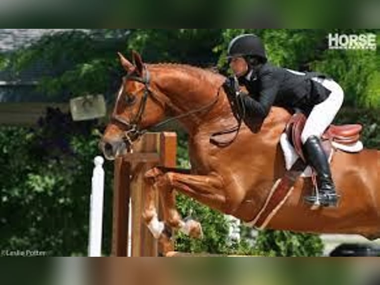 Hongaars sportpaard Hengst 9 Jaar 172 cm Donkere-vos in Budapest