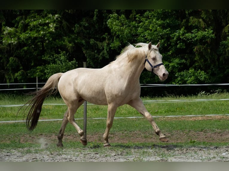 Hongaars sportpaard Hengst Cremello in Marcali