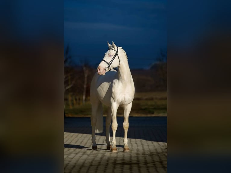 Hongaars sportpaard Hengst Cremello in Marcali