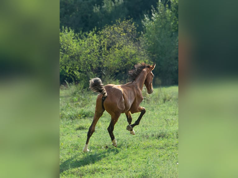 Hongaars sportpaard Hengst veulen (01/2024) 153 cm Roodbruin in Vác