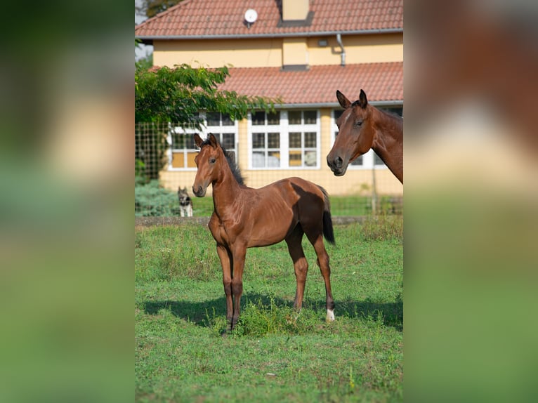 Hongaars sportpaard Hengst veulen (01/2024) 155 cm Roodbruin in Vác