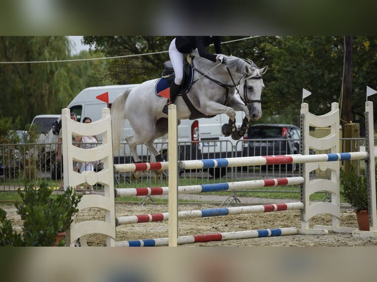 Hongaars sportpaard Hengst Veulen (03/2026) 178 cm Donkere-vos in Újfehértó