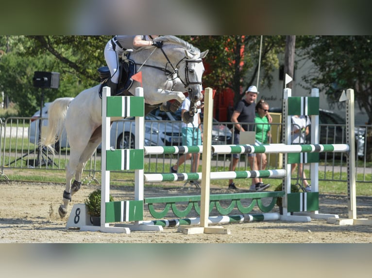 Hongaars sportpaard Hengst Veulen (03/2026) 178 cm Donkere-vos in Újfehértó