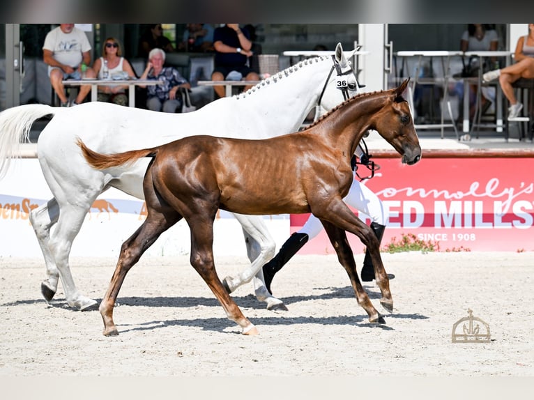 Hongaars sportpaard Hengst Veulen (03/2026) 178 cm Donkere-vos in Újfehértó