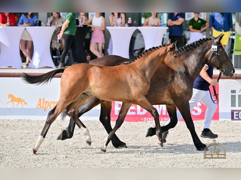 Hongaars sportpaard Hengst Veulen (04/2025) Roodbruin in &#x150;rbotty&#xE1;n