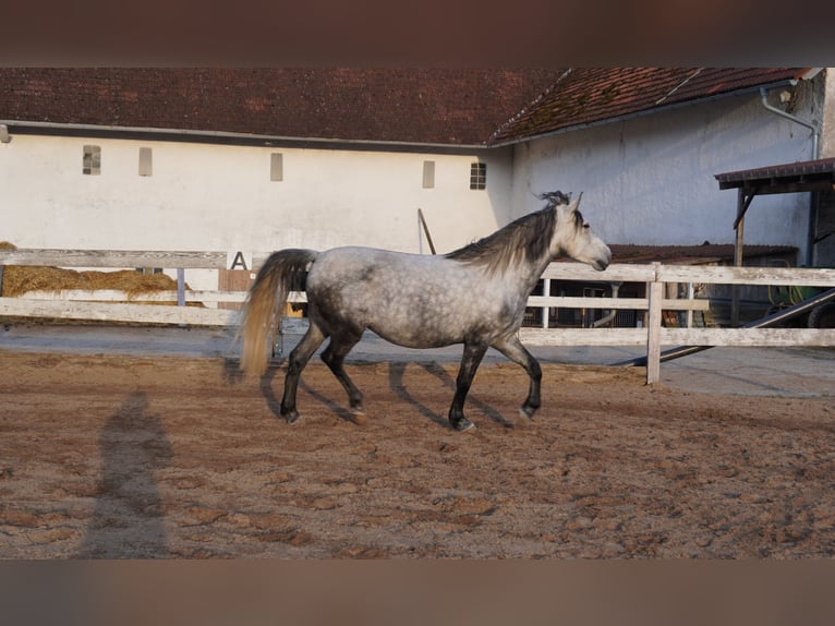 Hongaars sportpaard Merrie 10 Jaar 155 cm Schimmel in Gauting