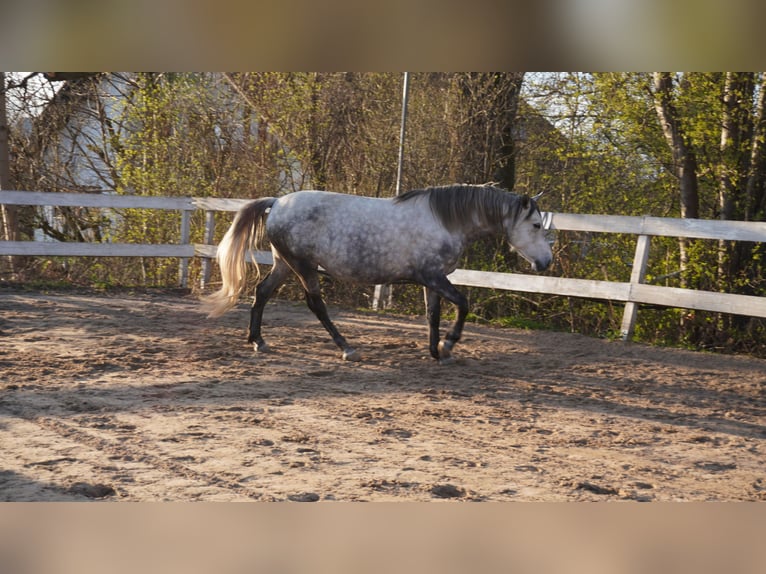 Hongaars sportpaard Merrie 10 Jaar 155 cm Schimmel in Gauting