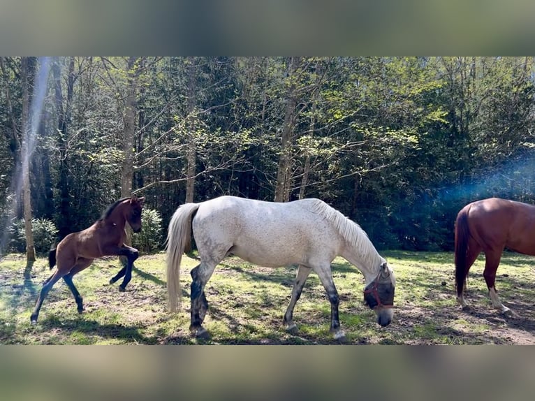 Hongaars sportpaard Merrie 10 Jaar 155 cm Vliegenschimmel in Morgenr&#xF6;the-Rautenkranl