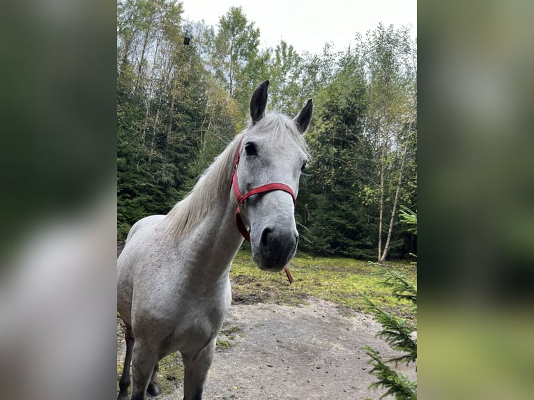 Hongaars sportpaard Merrie 10 Jaar 155 cm Vliegenschimmel in Morgenr&#xF6;the-Rautenkranl
