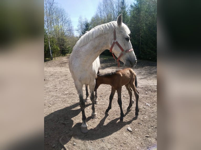 Hongaars sportpaard Merrie 10 Jaar 155 cm Vliegenschimmel in Morgenr&#xF6;the-Rautenkranl