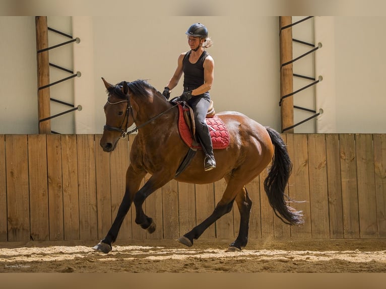 Hongaars sportpaard Mix Merrie 10 Jaar 158 cm Bruin in Bruckberg